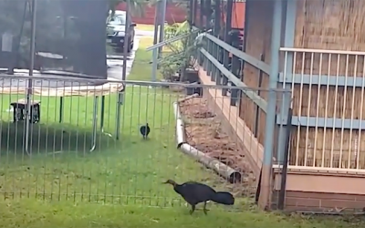 Bird Brain – are you being one?