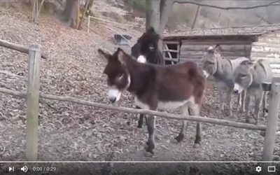 The Third Donkey has the right idea